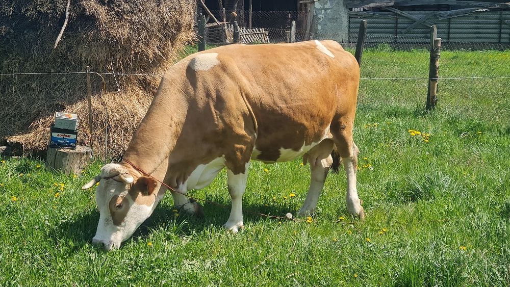 Vaca de vanzare.