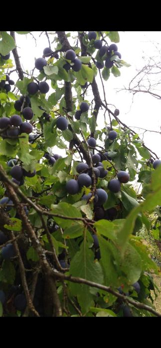 Teren de vânzare .SCHIMB .