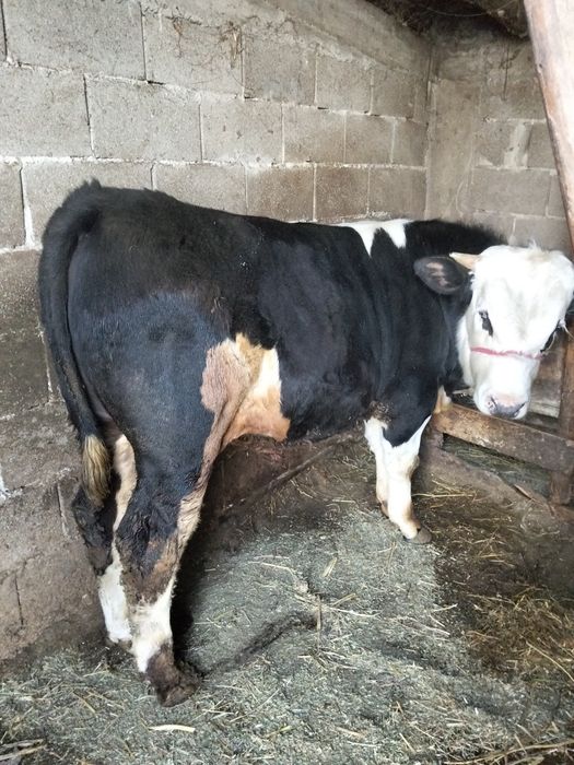 Vând taur bălțat german