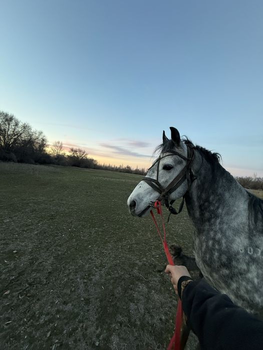 Орловский рысак для случки