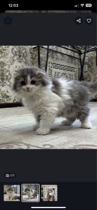 Вислоухая пушистая девочка скотиш фолд