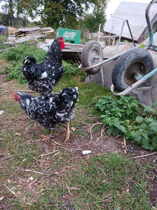 Cauta altă casă  o familie de wyandotte barat și o familie de wyandott