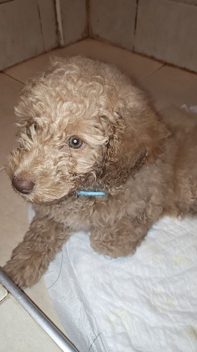 Мини пудел (той) момче