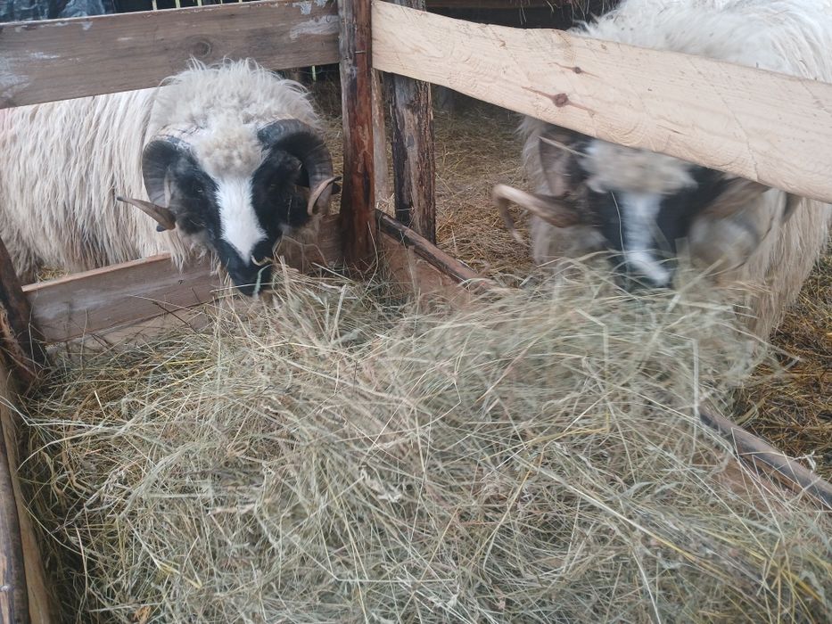 Berbec și berbecuț