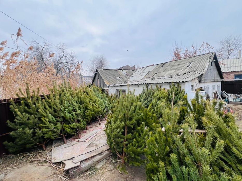 Ёлки новогодние живые