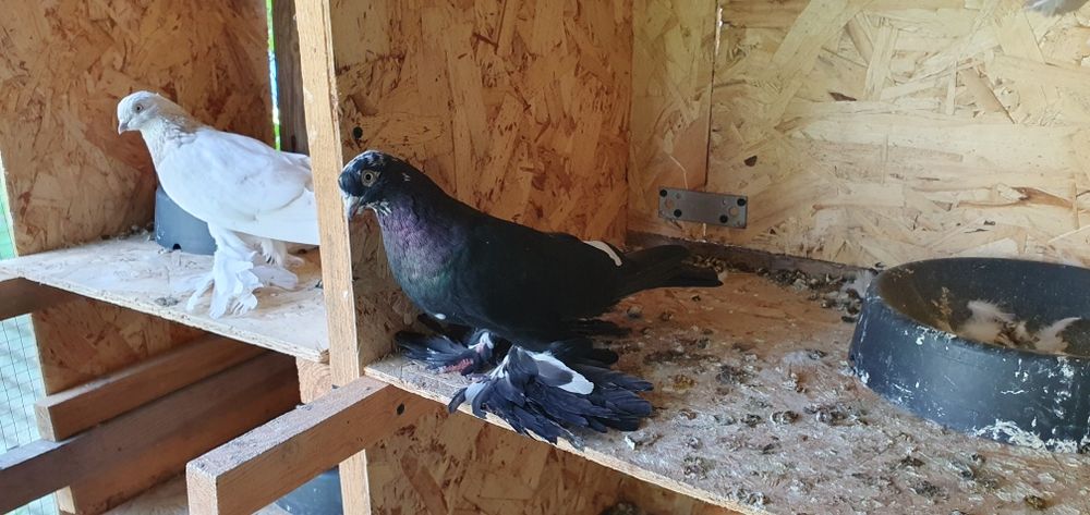 Голуби бойные разных мастей