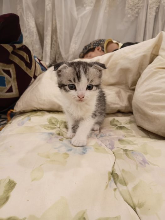 Шатланскей кошка