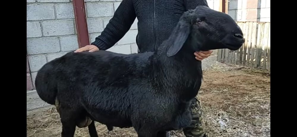 Qassob xizmati Кассоб хизмати куй кучкорлар бор