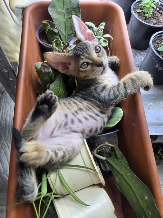 Продам   котенка