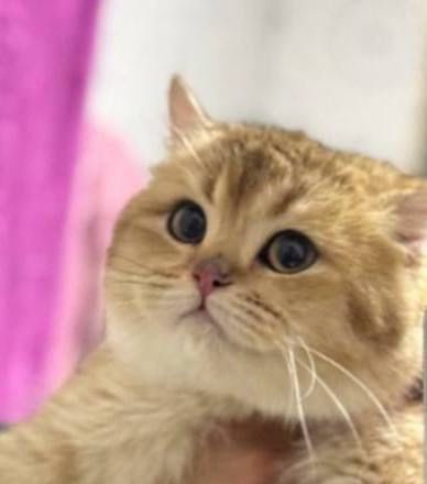 Вязка золотая шиншила