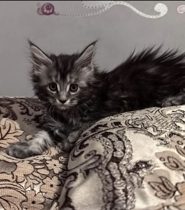 Мейн-кун котятата