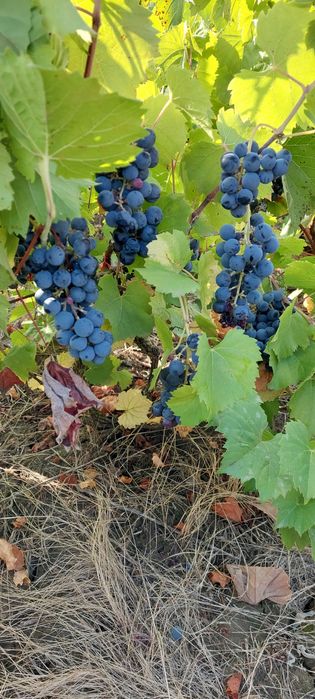 Vand struguri hibrid pentru vin