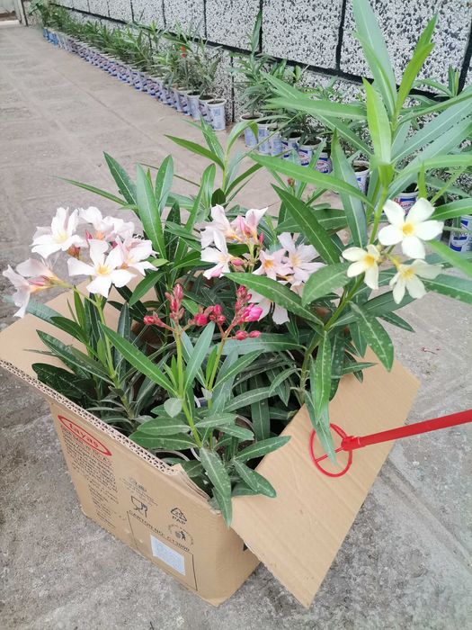 ПРОМОЦИЯ Зокум / Олеандър