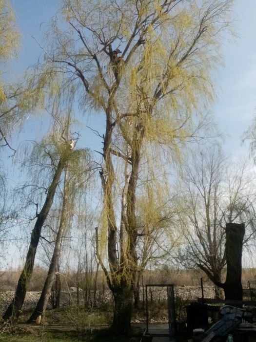 Спилить дерево..