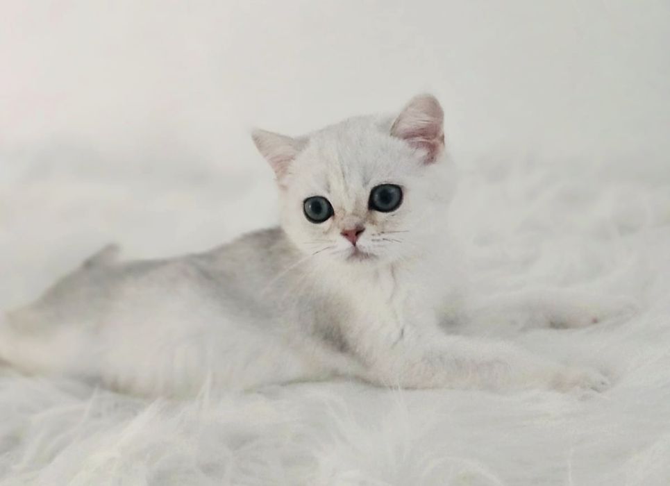 Котики британские шиншиллы