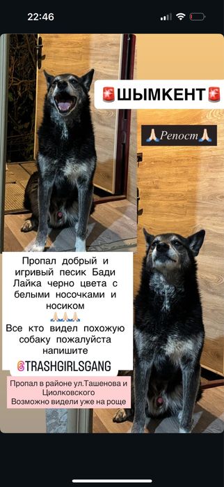 Пропала собака лайка черного цвета