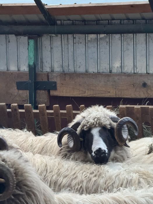 Vand berbec mior breaz