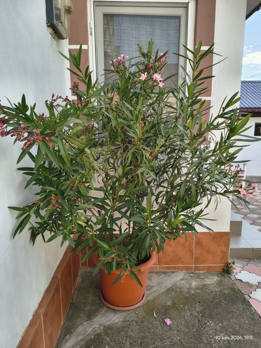 Leandru bicolor 170 cm