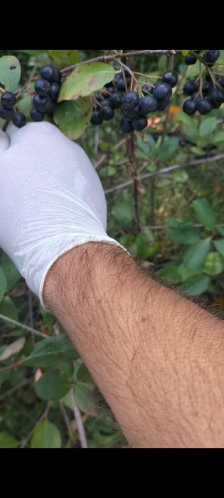 Aronia fructe naturala