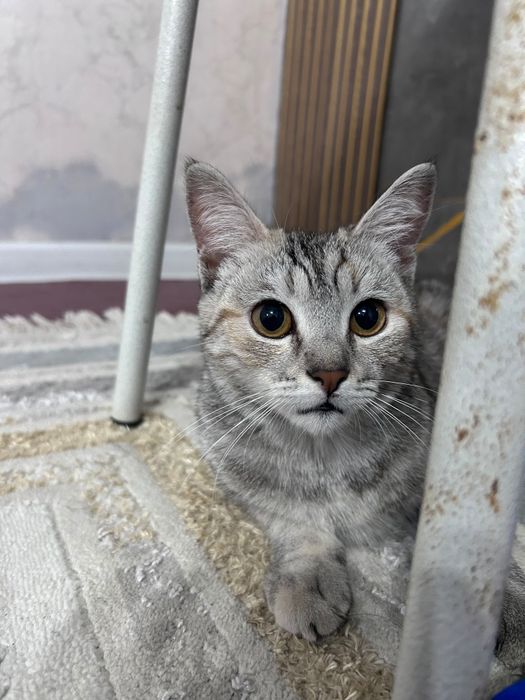 Ищу новый домик котику