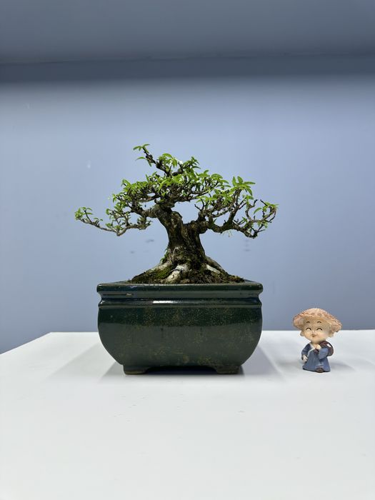 Bonsai mai daraxti