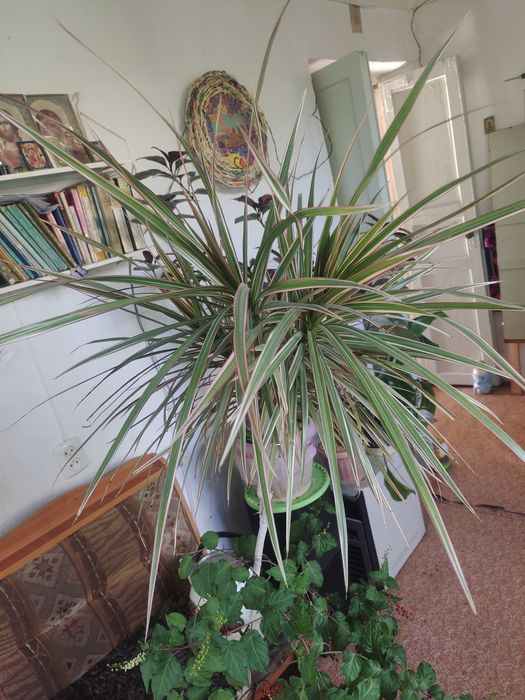 Продам комнатные цветы