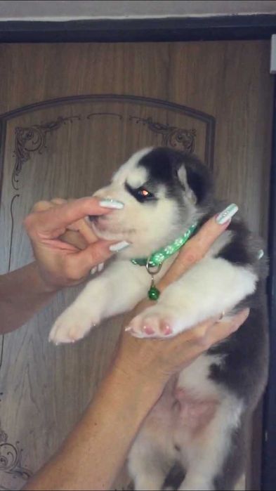 Мальчик хаски голубоглазый