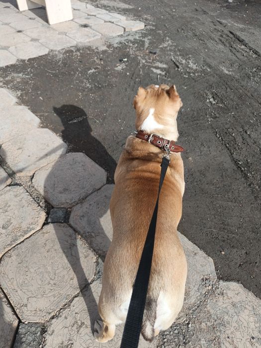 Продам американского Буля