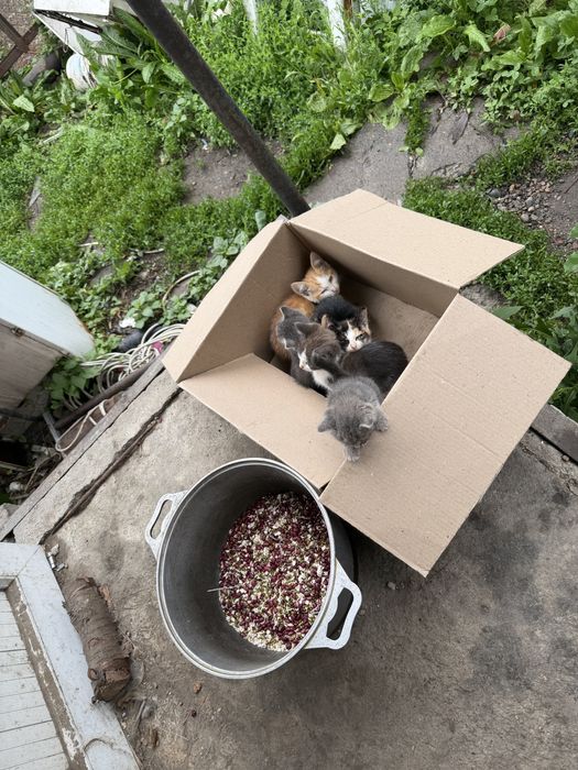 Пшистики котята