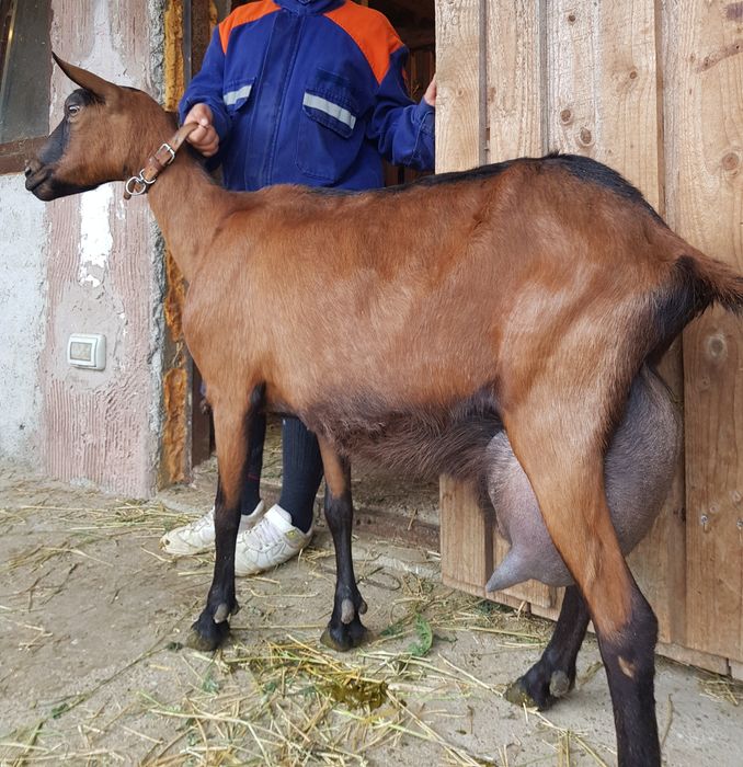 Alpina Franceză rasă pură
