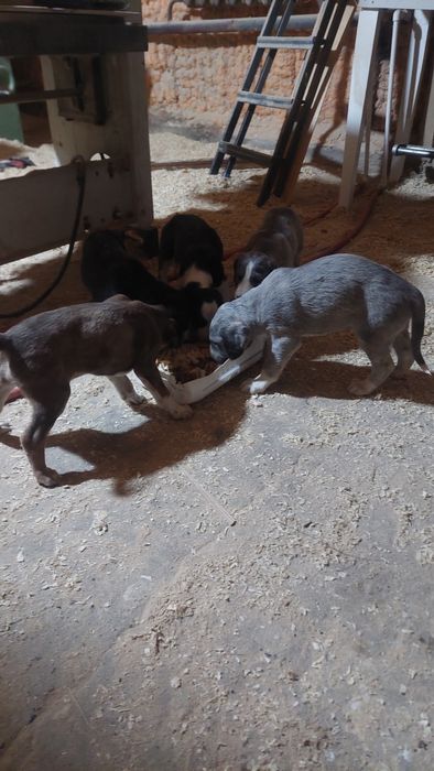 Тазы күшіктер сатамын. 1  аидан кетті..шашак тазы