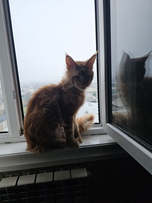 Кот мейнкун,не кастрированный