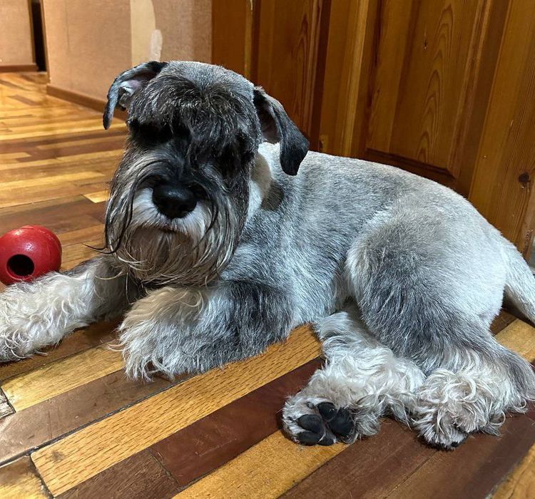 Груминг, стрижка кошек и собак