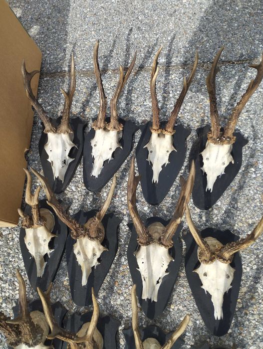 Трофей Рога Коза Сръндак