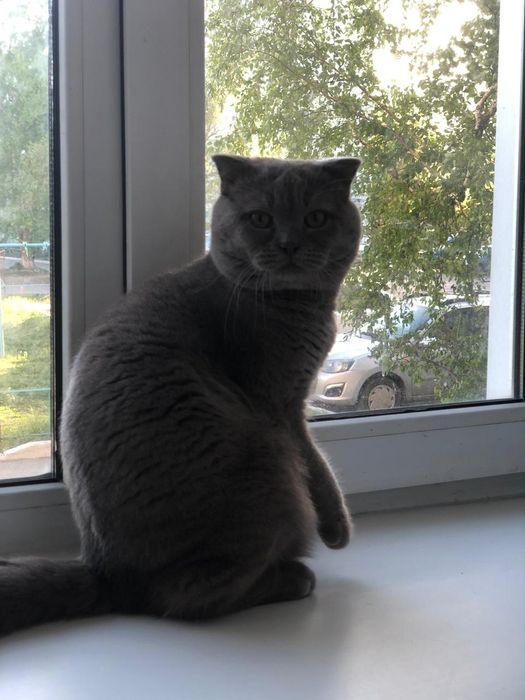 Вязка котика 5000 тысяч