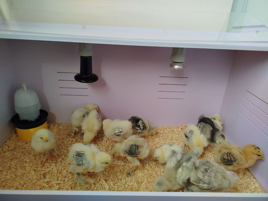 Тоза зоттор бромо