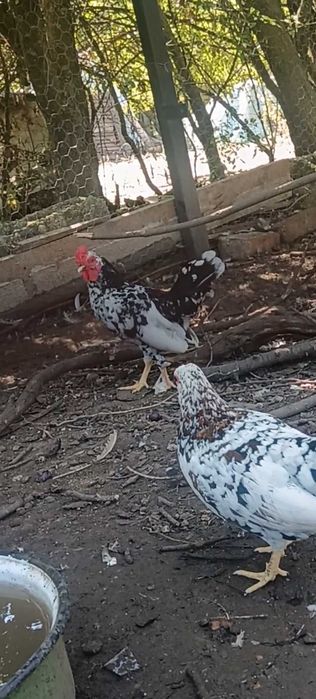 Pereche Găini Pitice de 1 an+ Cocoși pitici de 5 luni .