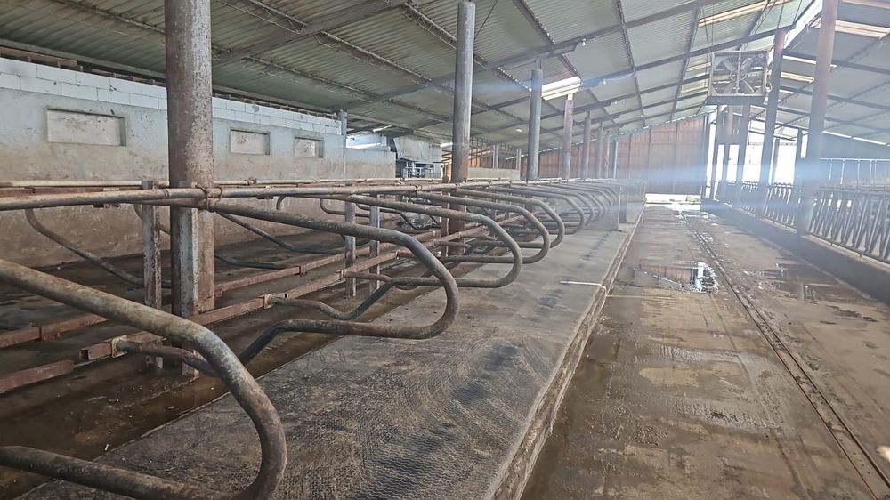 Cusete si saltele pentru grajd vaci