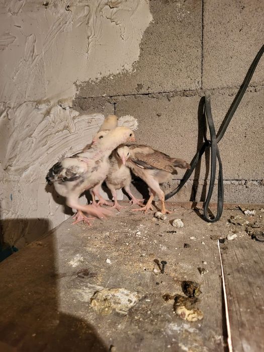 Сатамын дакан шожелер 5000