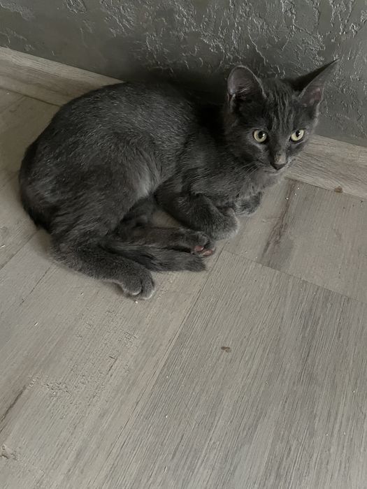 Отдам кота 4 месяца