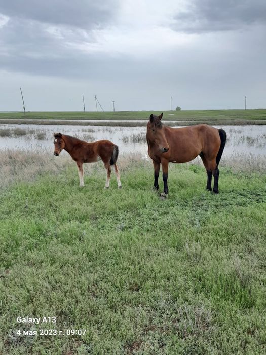 Продам лошадей жылкылар сатам