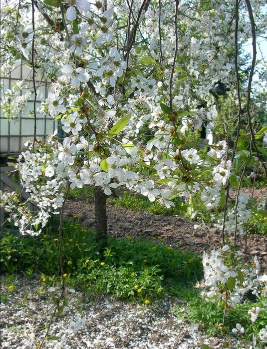 Саженцы вишни, малины.