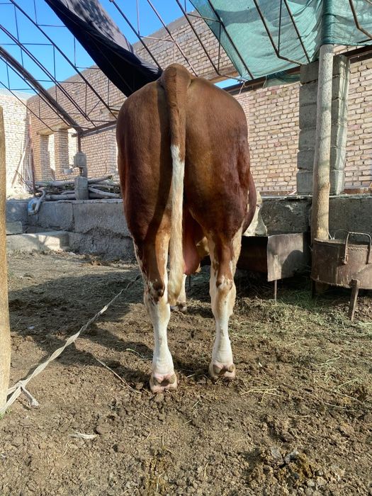 Buqa sotiladi.Narxi 65 mln .Holi 2 tish..Manzil kogon