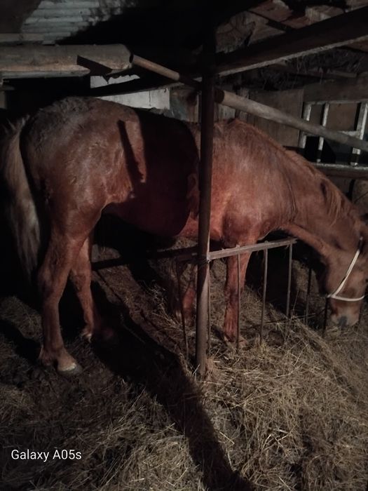 Продам жеребца 2 г