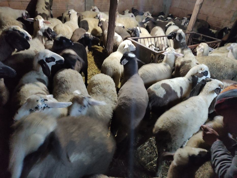 Продавам агнета.