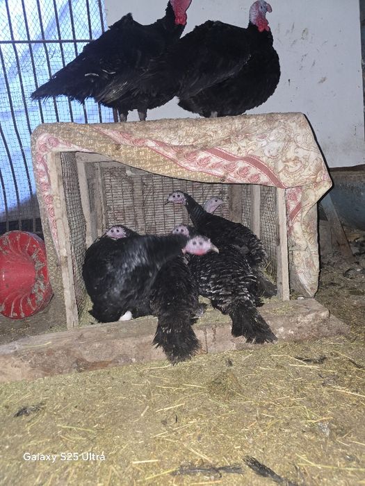 Индуклар сотилади