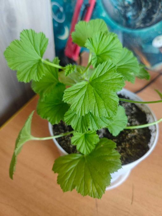 Продам герань (Пеларгония душистая)