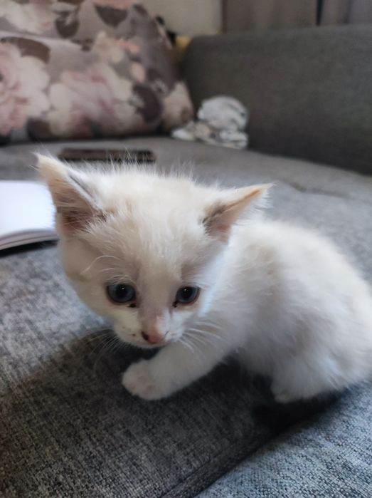 Котята девочки 5 мальчики2