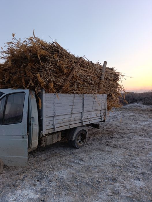 Камыс сатылады 100бау