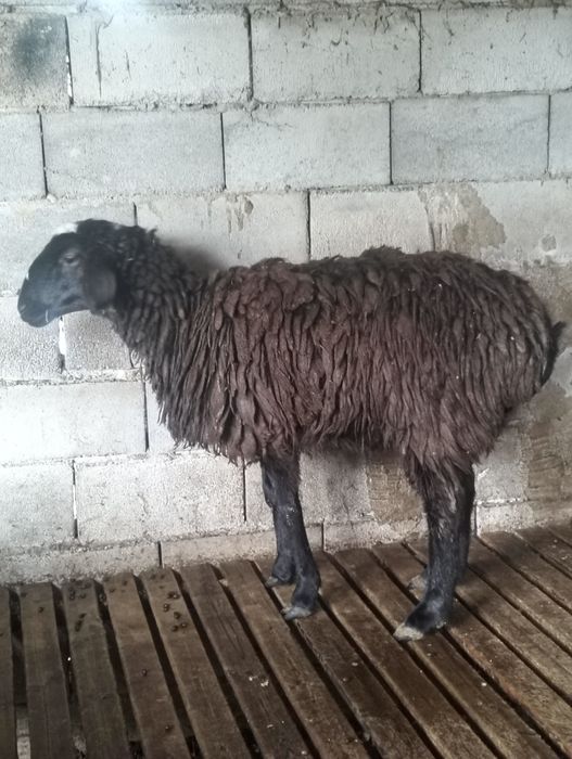 Қои бордақы шаруа тоқты